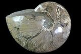 Polished Nautilus Fossil - Madagascar #81407-1